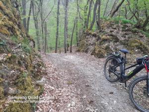 Una bicicleta estacionada en un sendero en el bosque en Ferienhaus Färber, en Lahr