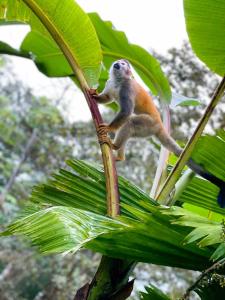 Gallery image of Sueños de Amor! Hermoso y Acogedor lugar in Quepos