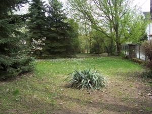 ein Hof mit einer Pflanze im Gras in der Unterkunft Parti Sétány Vendégház in Balatonkenese