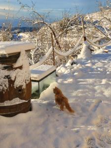 AlbondónにあるCortijo Saucilloの鳥居の隣に雪に座る犬