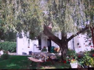 osoba siedząca pod drzewem na podwórku w obiekcie Peti kaz w mieście Saint-Seurin-sur-lʼIsle