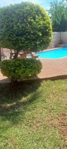 un árbol sentado en el césped junto a una piscina en Lime Court two en Pretoria