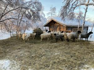 a herd of sheep standing in front of a cabin at Kuttainen Lodge in Karesuando