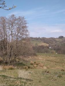 een veld met bomen in een veld met bij Wern Ddu, Defynnog - Brecon Beacons in Brecon