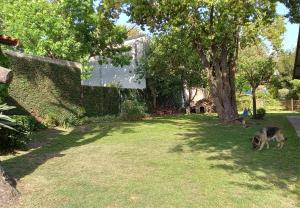un perro caminando en la hierba junto a un árbol en Casa de Huéspedes Muñiz sobre parque de 1000m2, 1 dormitorio, 20m2 cubiertos, baño con ducha, pileta cilíndrica de 3x076 en 