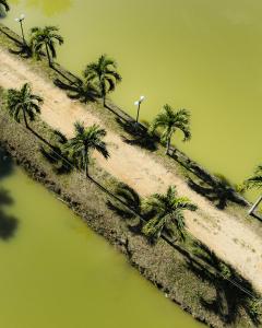 an aerial view of palm trees on a hill at Hacienda Don Vicente Bungalows-Tarapoto in Tarapoto