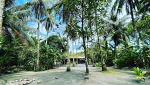 un jardin avec des palmiers et un bâtiment en arrière-plan dans l'établissement Posadas el Nativo, à Bahía Solano