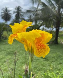 a yellow flower in a field with a palm tree at Posadas el Nativo in Bahía Solano