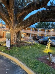 a large tree on the side of a street at Castillo Inn in Saint Augustine