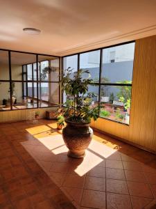 un jarrón grande con una planta en una habitación con ventanas en Dpto. amplio y luminoso en Mar del Plata
