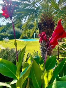 un fiore rosso seduto sulla cima di una pianta di Strelitzia's house with pool, parking & wi-fi ad Avola