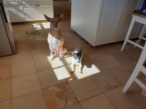 two dogs sitting in a kitchen next to a refrigerator at Landgut Michlshof - Bauernhof, Tinyhouse, Tiere in Untergriesbach