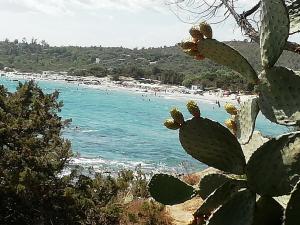 a view of a beach with a cactus at Casa vacanza da Rosy in Gonnosfanàdiga