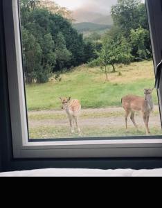 two deer standing in a field looking out a window at Enniskeen Estate & Forest Spa - Boutique Riverside Glamping Cabins in Newcastle