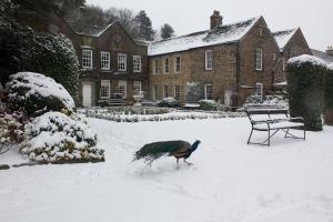 a peacock walking in the snow in front of a house at Whitley Hall Hotel in Chapeltown