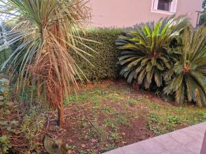 two palm trees in a yard next to a hedge at La Casa sull'argine in Sarzana