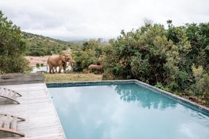 Bazén v ubytování Bukela Game Lodge - Amakhala Game Reserve nebo v jeho okolí