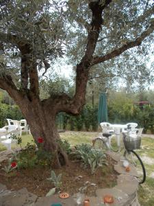 Un árbol con sillas blancas y una bicicleta estacionada debajo. en Casa Degli Ulivi, en Tívoli