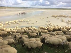 uma grande manada de ovelhas em pé numa praia em LE CLOS DE BEAUCHAMP APPARTEMENT Le BORD DE MER 2 vélos sont disponibles gratuitement em Saint-Valery-sur-Somme
