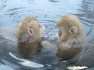 Altri animali domestici presso il ryokan o nei dintorni