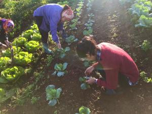 a group of people planting plants in a garden at Vườn Trên Mây - Skyline Farm & Homestay in Mộc Châu