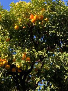 an orange tree with lots of oranges on it at Rahel’s Home in Beer Sheva