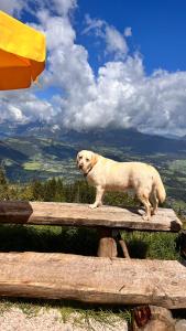 Domáce zviera alebo zvieratá hostí v ubytovaní Hocheckhuette On Top of the Kitzbuehel Hahnenkamm Mountain