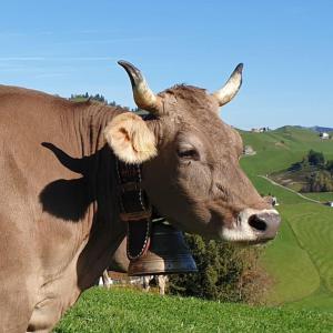 Animales en la casa vacacional o alrededores