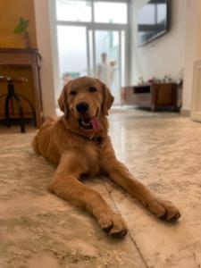 un grande cane marrone steso sul pavimento di AnandMai - Sustainable Living Spaces a Jaipur