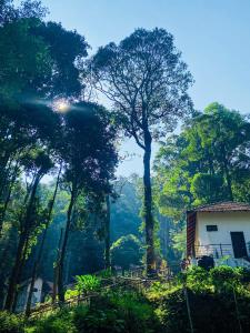 ein Haus mitten im Wald in der Unterkunft STAYMAKER Qexperiences Coorg in Madikeri