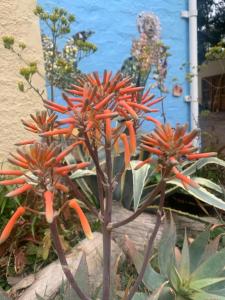 a plant with orange flowers in front of a blue building at ArtKaroo Stay in Oudtshoorn