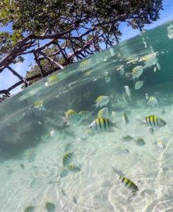 a group of fish swimming in the water at Guanica Malecon Bay House in a comfortable and quiet place in Guanica