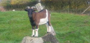 a brown and white goat standing on a rock at Domaine du Martinaa in Saint-Martin-de-la-Lieue +22 photos