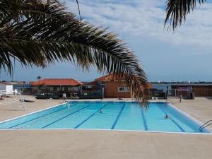 a large swimming pool with a palm tree next to it at Studio Cabine à Le Barcarès, 4 couchages, terrasse, parking, piscine et activités sportives - FR-1-195-23 in Le Barcarès