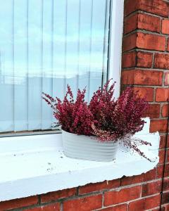 une plante en pot assise sur un rebord de fenêtre dans l'établissement Stay-K-Belfast Cosy house 10 mins from city centre, à Belfast