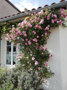 Une bande de fleurs roses sur le côté d'une maison dans l'établissement Le Cottage, à Saint-Sébastien-sur-Loire