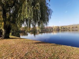 un árbol sentado a un lado de un lago en Apartament Skałka, en Świętochłowice