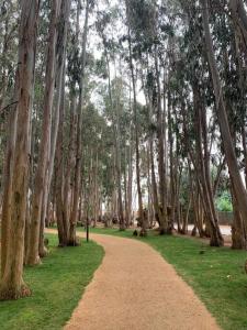 un camino de tierra que atraviesa un bosque de árboles en Depto Costa Algarrobo Norte, en Yeco