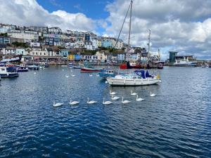 un grupo de cisnes y barcos en un puerto en Waters Edge Hotel, en Torquay