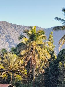 um grupo de palmeiras em frente a uma montanha em Lindo Flat em Maresias em São Sebastião