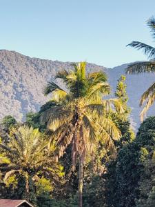 a group of palm trees in front of a mountain at Lindo Flat em Maresias in São Sebastião