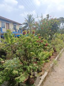 a row of plants in a garden next to a house at Sharon Home Stay in Madikeri
