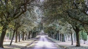 an avenue of trees on a dirt road at Agriturismo Germogli I Tenuta di Fassia in Gubbio