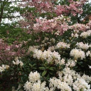 a bunch of white flowers in front of a tree at Ferienwohnung Kopf in Schuttertal