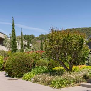 a garden with a tree and some bushes at Costa Nera in Porto-Vecchio