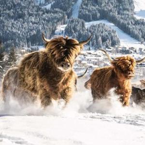 dos animales corriendo en la nieve en la nieve en Zottlhof- dein Urlaubszauber auf 1.200m en Leutasch