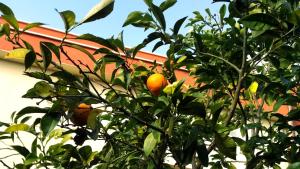 Fotografie z fotogalerie ubytování Hotel Giardino v destinaci Modugno