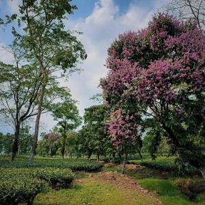 a tree with pink flowers in a park at The Green Garden Retreat, Dooars in Sukhani
