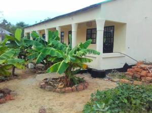a house with a banana tree in front of it at Camping Sitaba Lodge in Georgetown