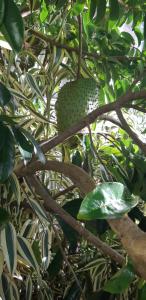 Ein Garten an der Unterkunft "SunRise Inn" Nature Island Dominica